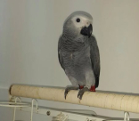 طلب المساعدة في العثور على ببغاء في مدينة يافا 